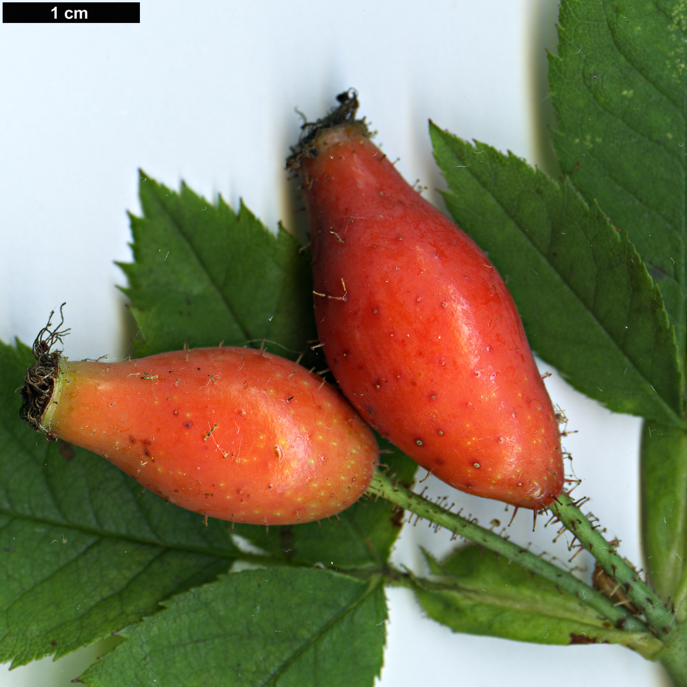 High resolution image: Family: Rosaceae - Genus: Rosa - Taxon: abietina High resolution image: Family: Rosaceae - Genus: Rosa - Taxon: abietina